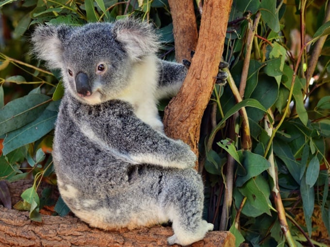 Koala in a tree