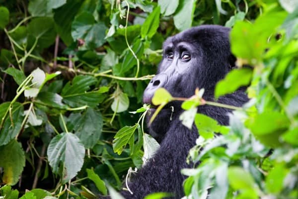 Rwanda Gorilla