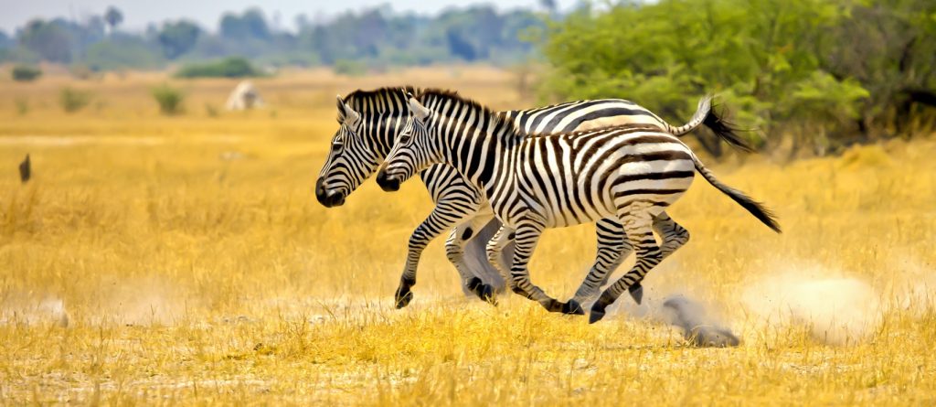 Two zebras running